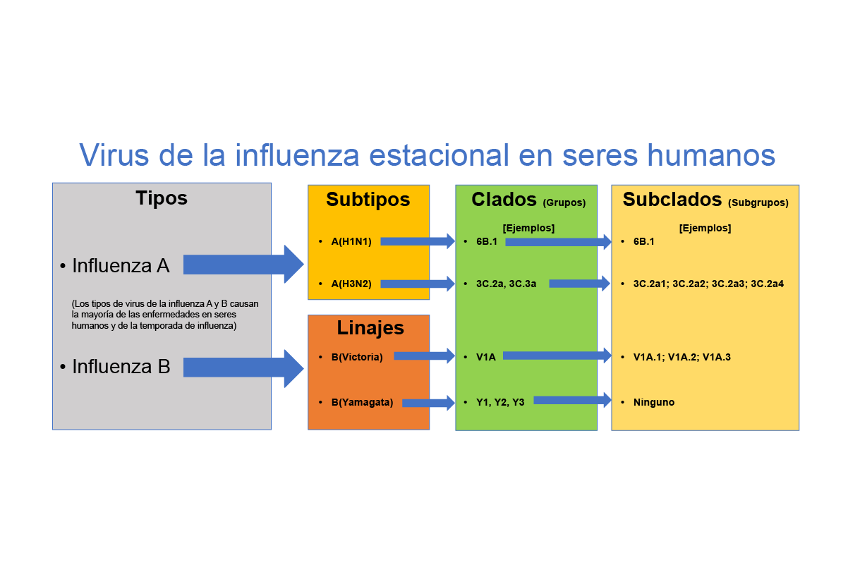 Virus de la influenza estacional en seres humanos.