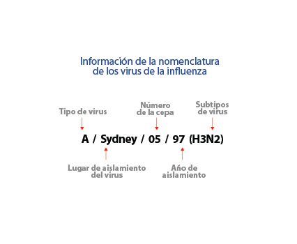 Información de la nomenclatura de los virus de la influenza, tipo de virus, lugar de aislamiento del virus, número de la cepa, año de aislamiento, subtipo de virus, por ejempol, Sydney 05 97 (H3N2).