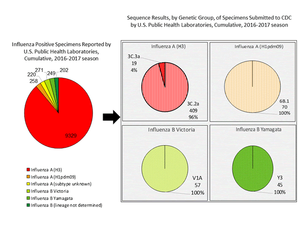Genetic Characterization