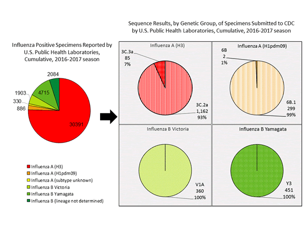 Genetic Characterization