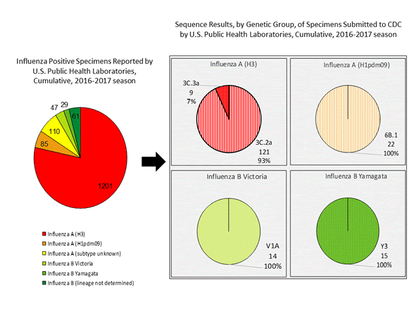 Genetic Characterization