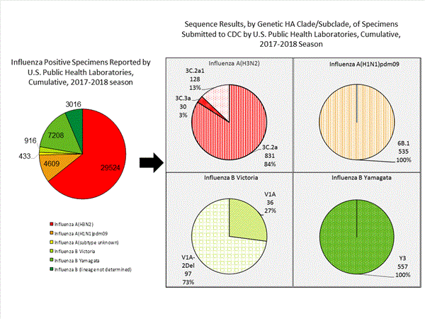 Genetic Characterization