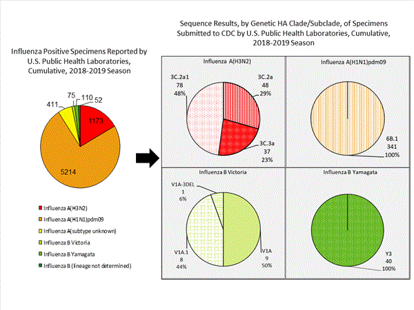 Genetic Characterization