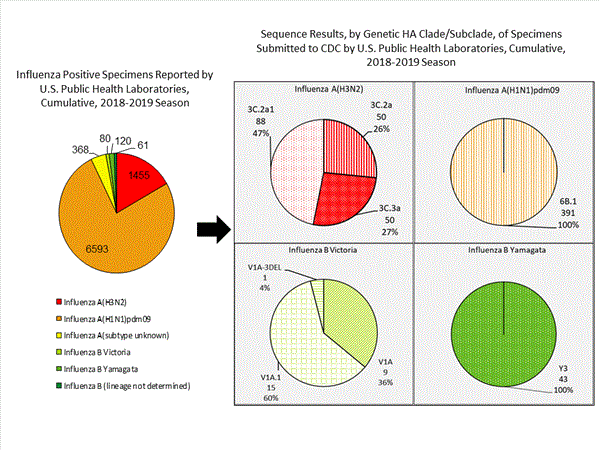 Genetic Characterization