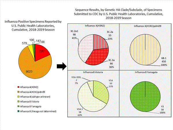 Genetic Characterization