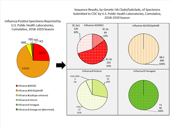 Genetic Characterization