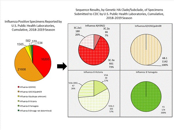 Genetic Characterization