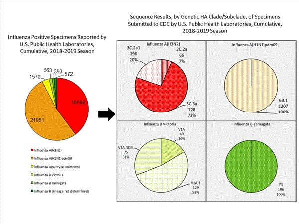 Genetic Characterization
