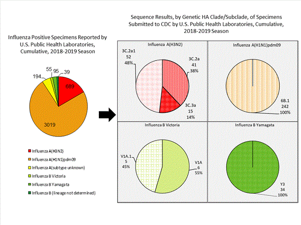 Genetic Characterization
