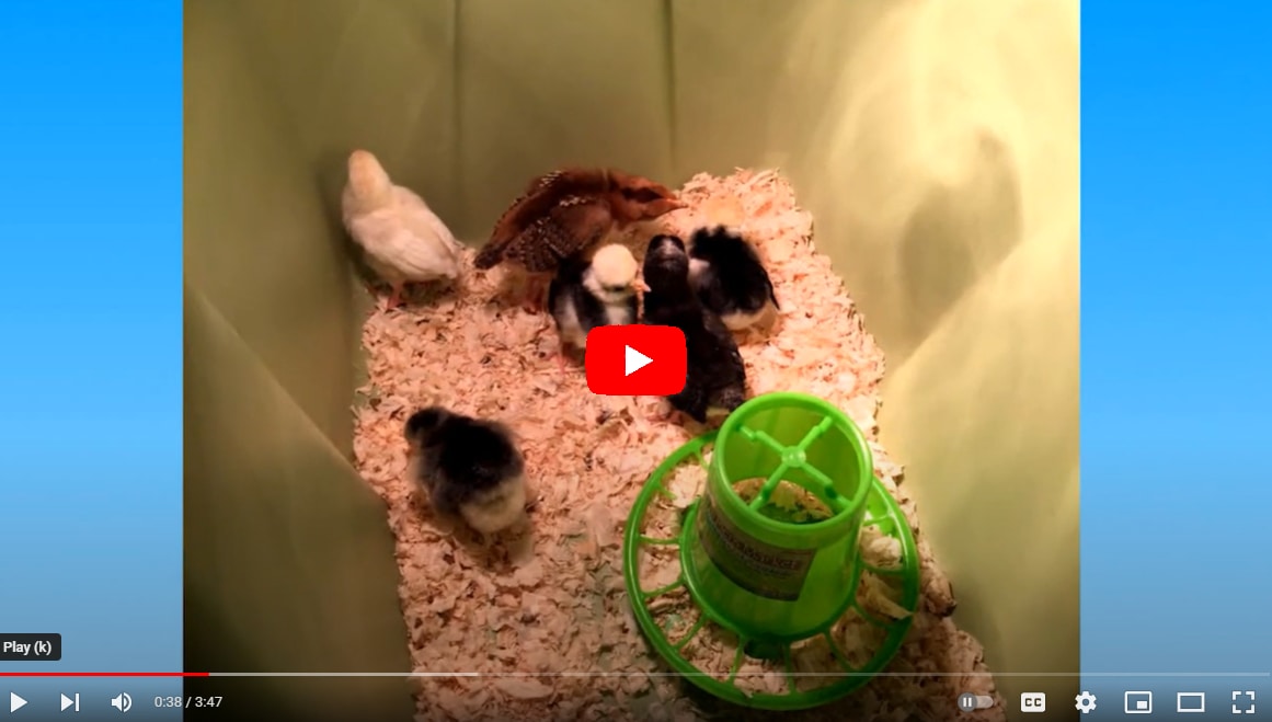Tyler video screenshot Screen shot of baby chicks