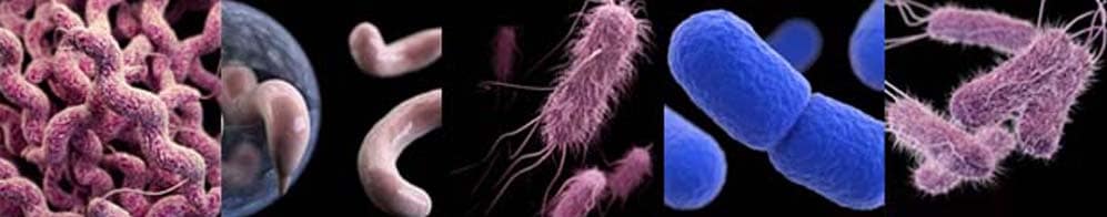 foodborne germs