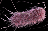 E. coli
