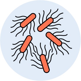 Illustration of Salmonella bacteria