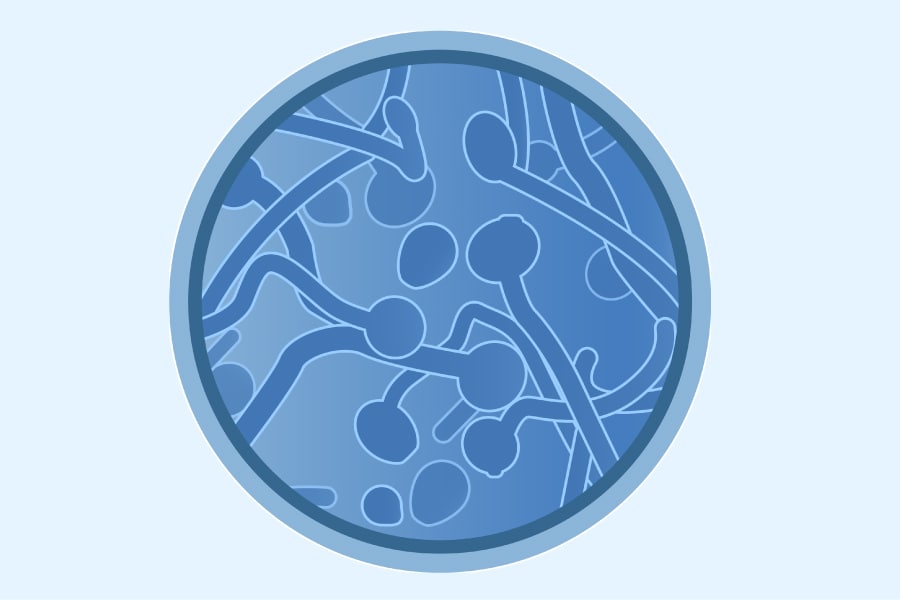 Candida auris illustration