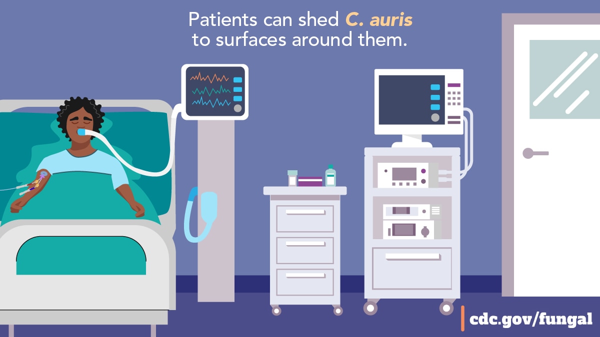intensive care patient A patient in an intensive care unit hooked up to many medical devices. Text: Patients can shed C. auris to surfaces around them.