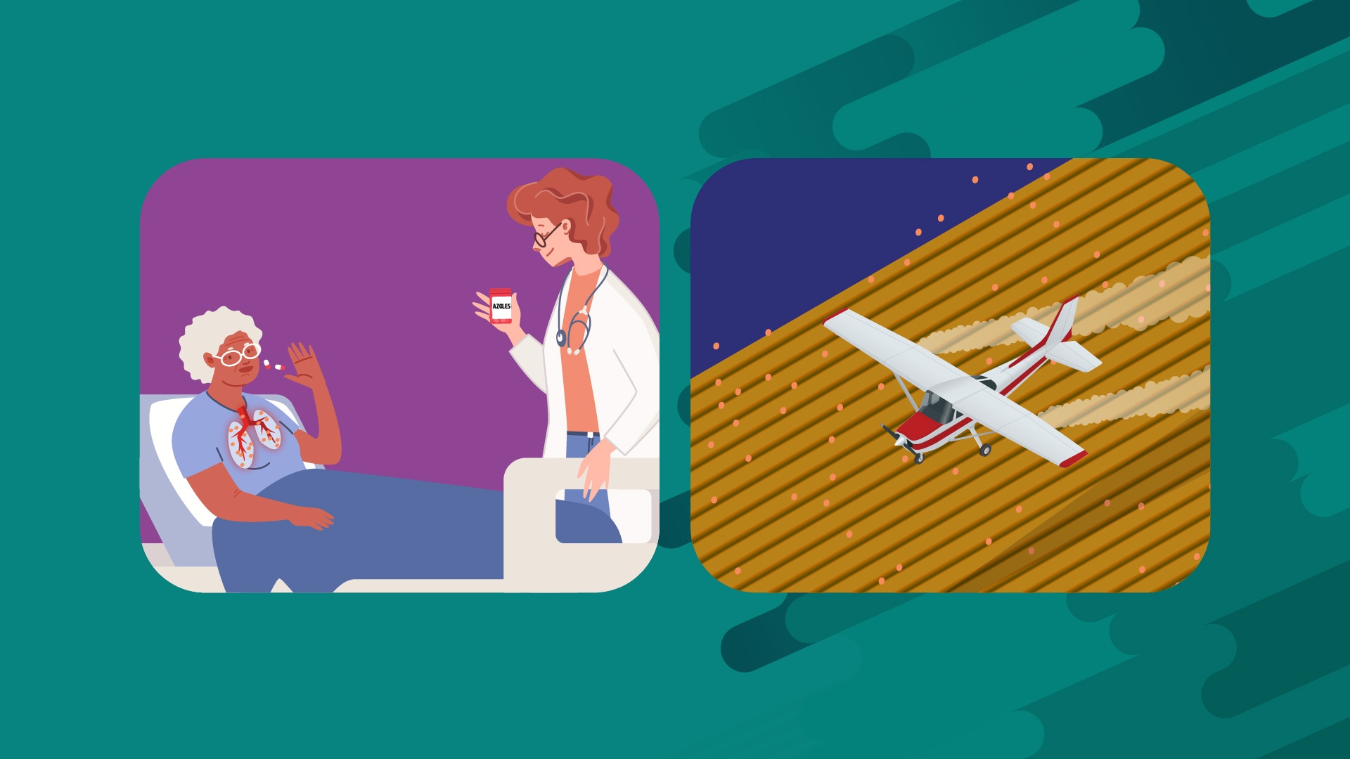 Azole use in people and agriculture side by side illustrations. One of a hospital patient taking azoles. The other of a plane spraying crops with azoles.