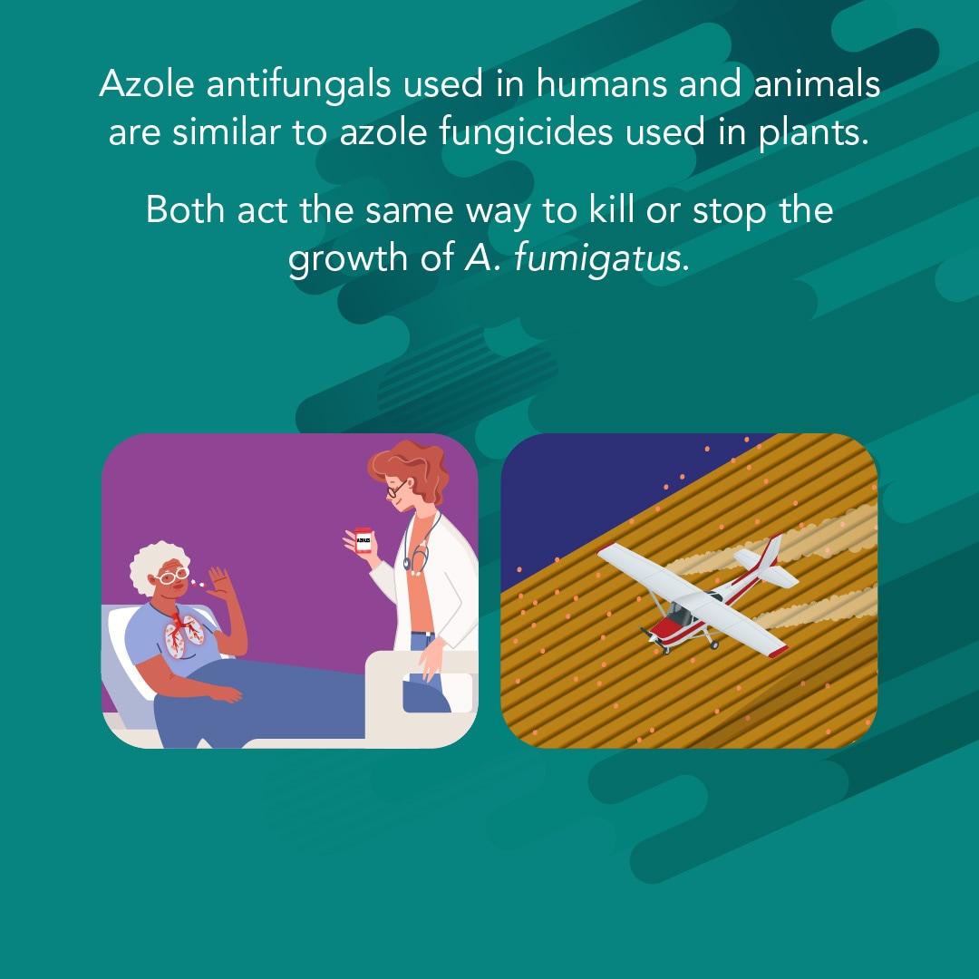 Text saying "Azole antifungals used in humans and animals are similar to azole fungicides used in plants. Both act the same way to kill or stop the growth of A. fumigatus." With an image of an elderly woman in a hospital bed with a lung infection taking medication given by a nurse. A second image is of an airplane spraying fungicides over a field.