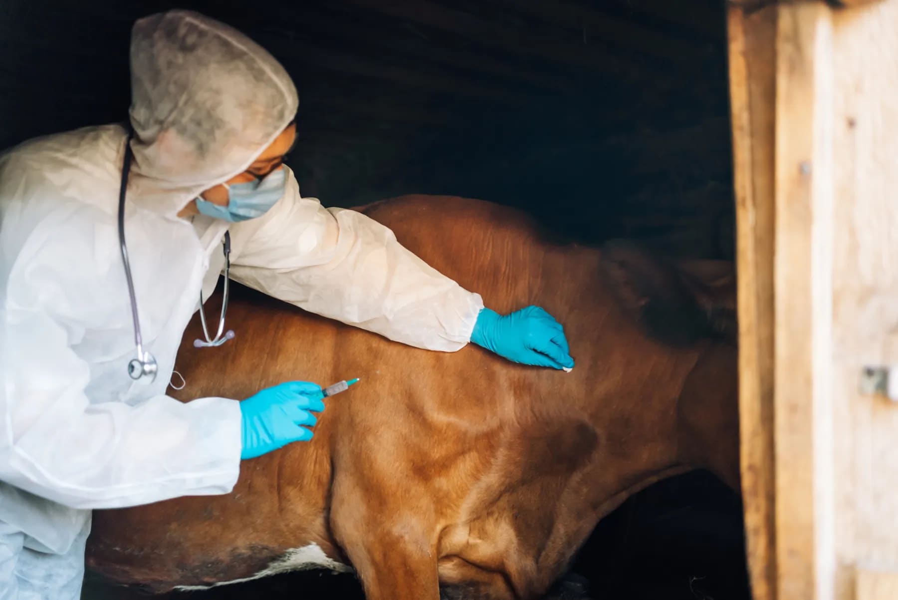 East-Africa-Anthrax A person in white protective gear and blue gloves leans over to examine a brown cow.