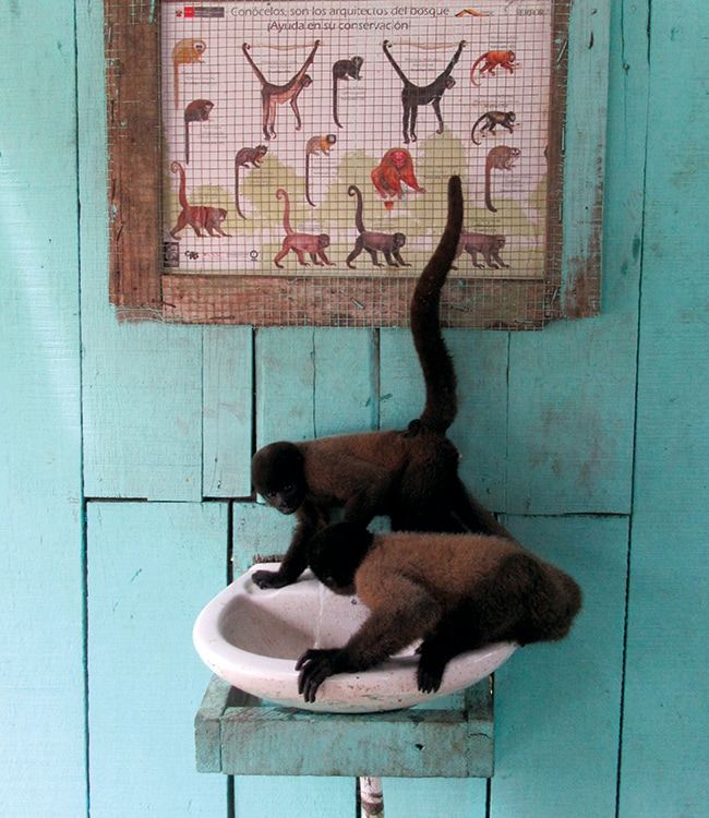 Juvenile woolly monkeys drinking from a fountain at a rescue facility in Iquitos, Peru Juvenile woolly monkeys drinking from a fountain at a rescue facility in Iquitos, Peru. Photo: Stephanie Salyer
