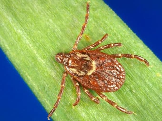 Emerging Tickborne Disease