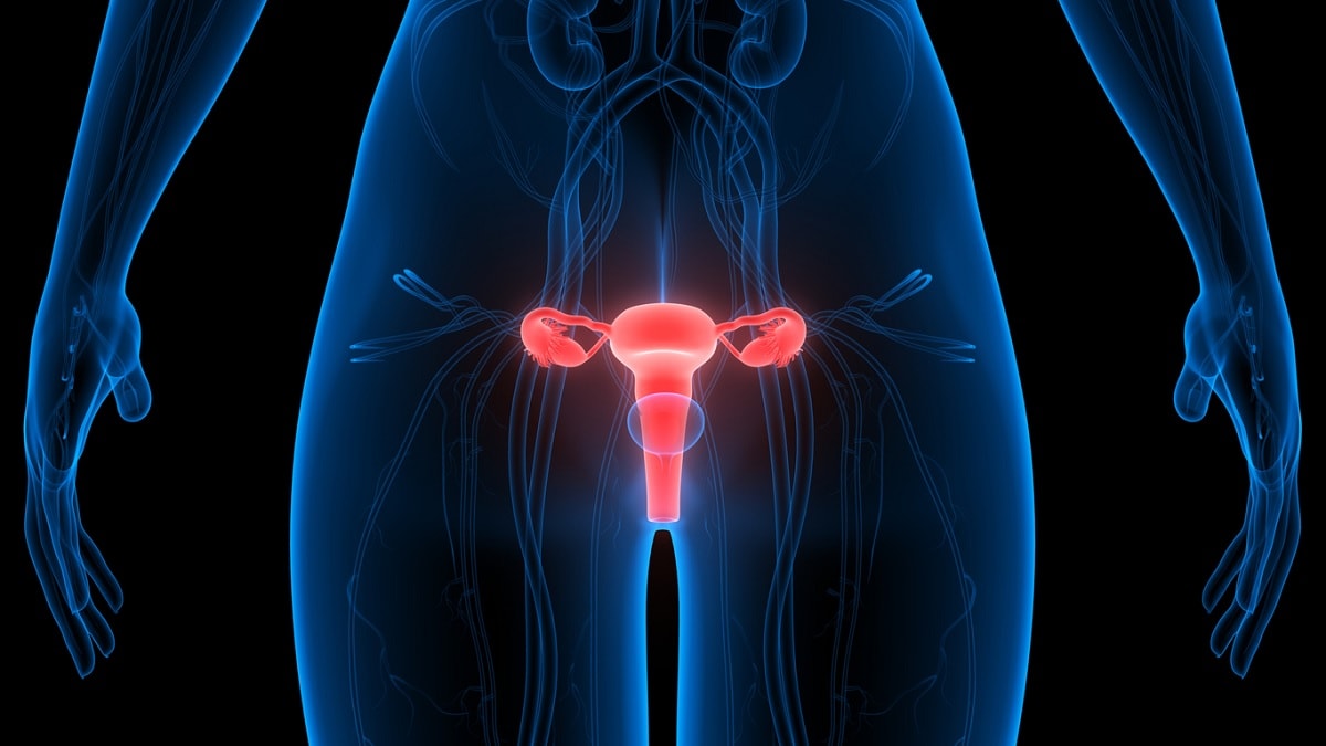Medical illustration of the female reproductive system
