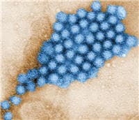 norovirus.jpg Noroviruses image