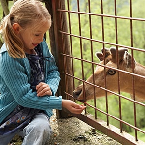 girl_petting_zoo A girl at a petting zoo with deer.