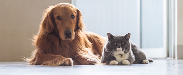 Golden Retriever dog and British short-haired cats