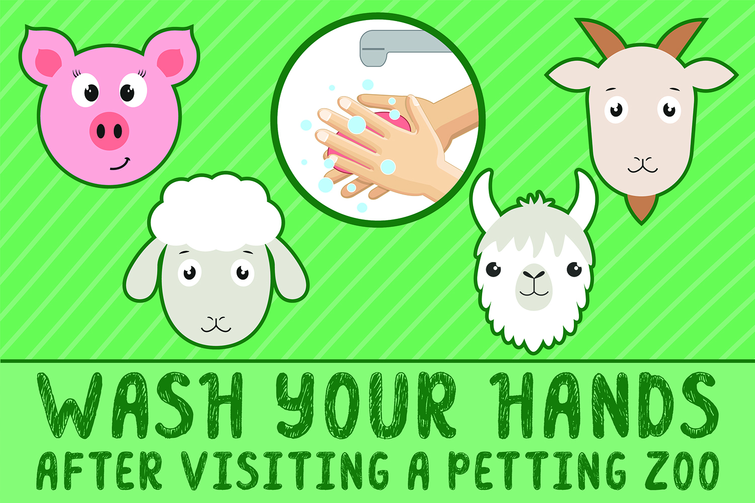 Wash Your Hands after Visiting a Petting Zoo cover