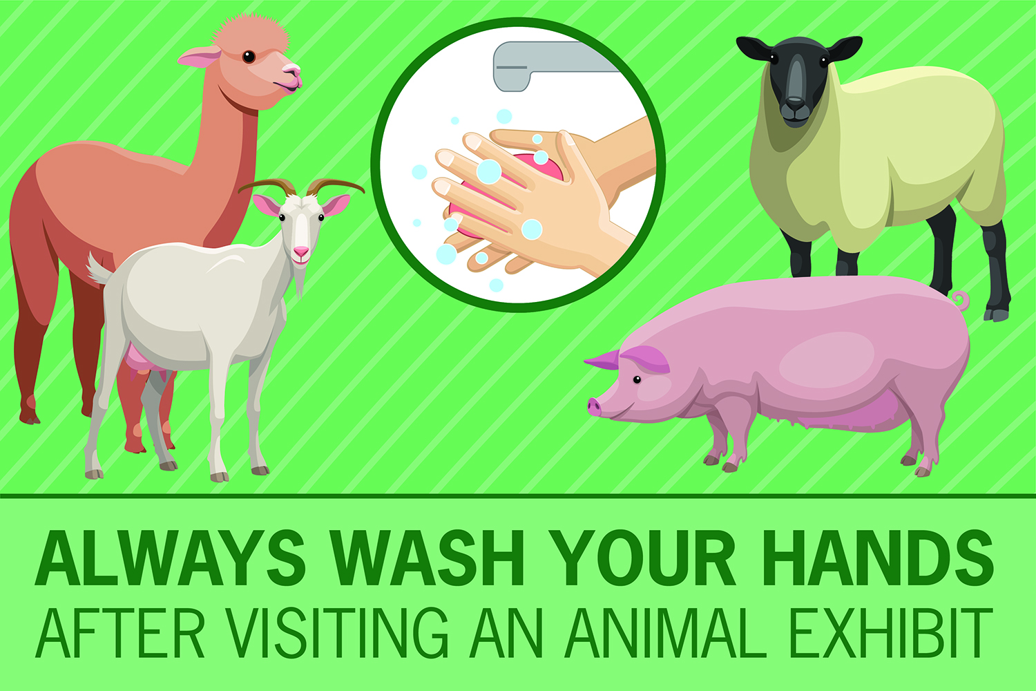 Wash Your Hands after Visiting a Petting Zoo cover