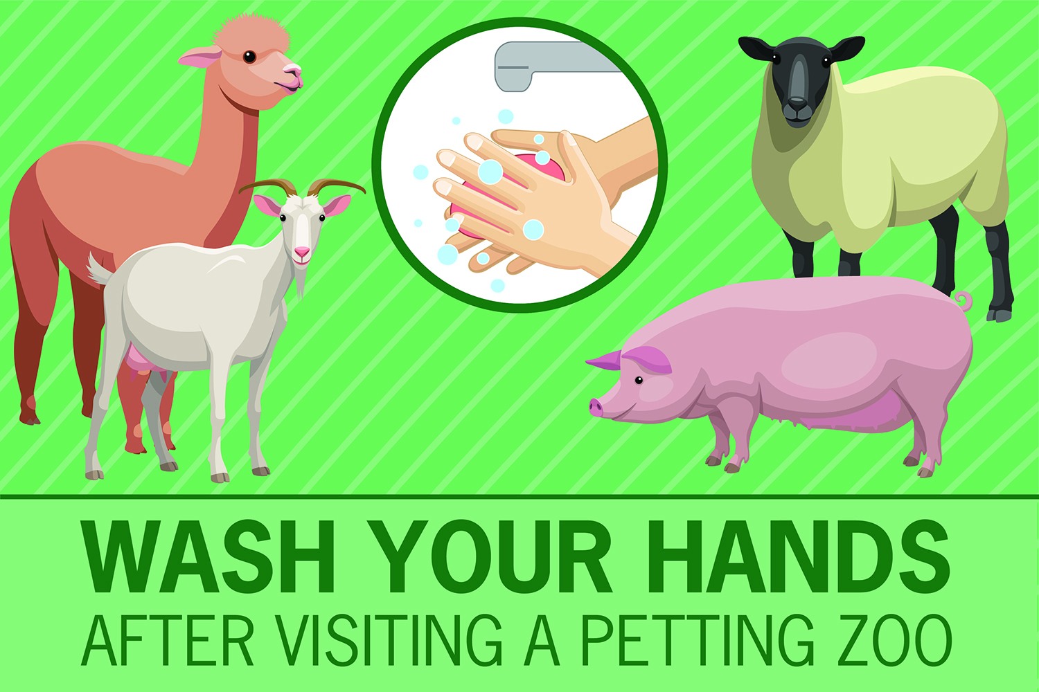 Wash Your Hands After Visiting a Petting Zoo cover