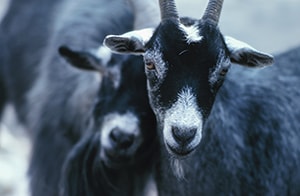 two-goats Two goats huddle together.