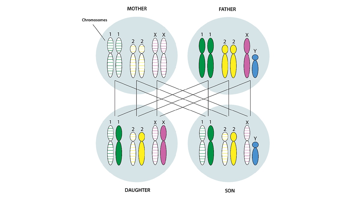 Image of 4 cells, one for a mother, daughter, son, and father. Each cell has its unique set of chromosomes.