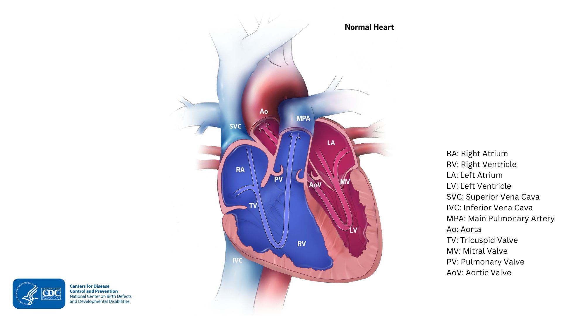Diagram of a normal heart