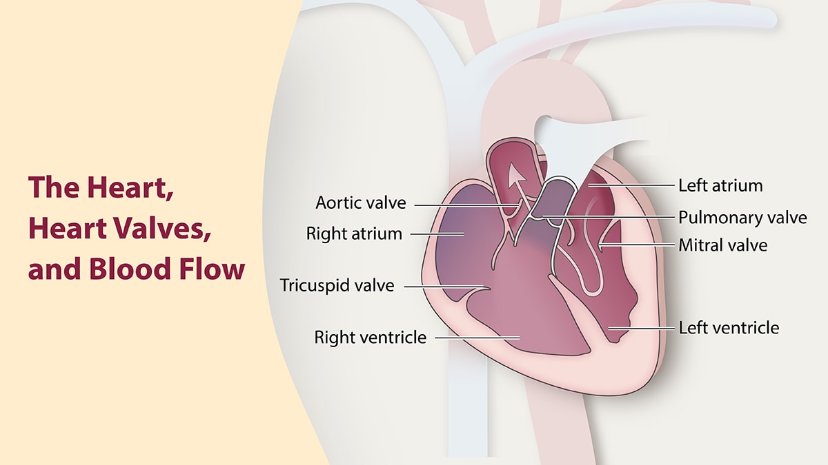 heart-valves-blood-flow Illustration of the heart, heart valves, and blood flow.