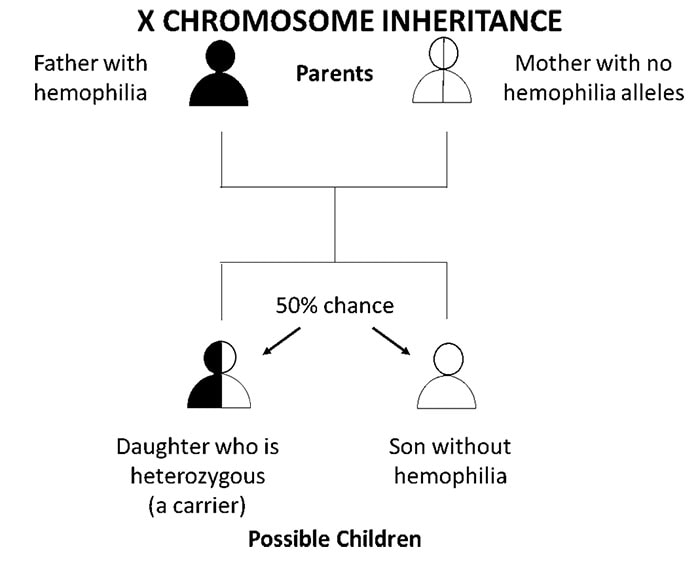 Diagram that explains percent chance of hemophilia inheritance if mother is not a carrier and father has hemophilia
