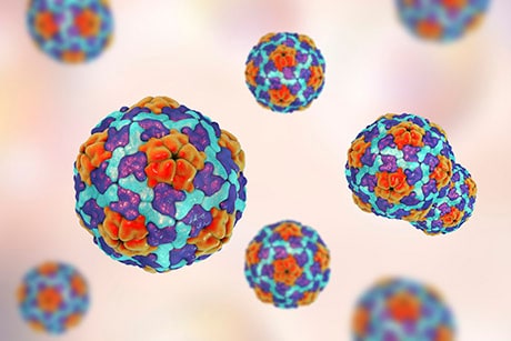 Hepatitis A virus, illustration -