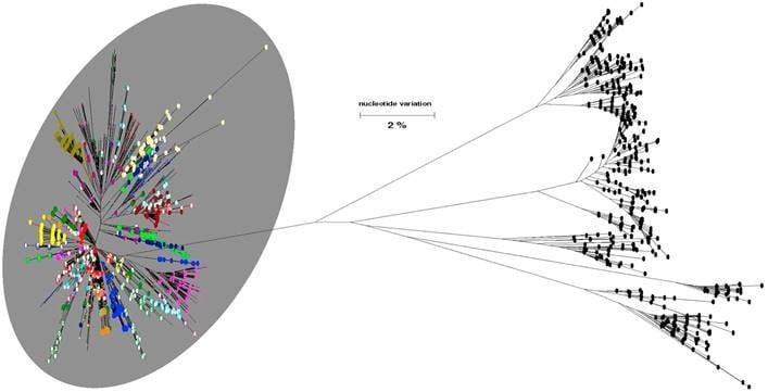 GHOST1 Phylogenetic tree, generated by GHOST system
