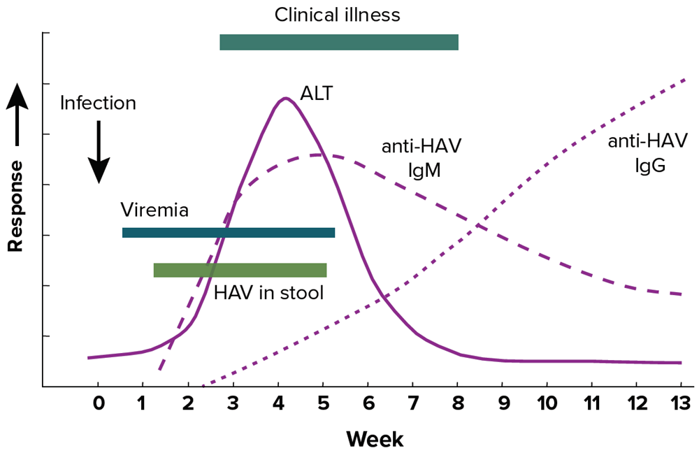 Figure 2.1 Figure 2-1 illustrates the typical serologic course of hepatitis A virus infection and recovery. Anti-HAV IgM, the marker for recent HAV exposure, is detectable in blood by 4 weeks after exposure and persists for about 8 weeks before declining to undetectable levels by 24 weeks post exposure. Anti-HAV IgG, the marker of previous HAV infection or immunity, appears a few weeks after anti-HAV IgM and is detectable for the duration of one's life. HAV RNA is detectable as early as 1-2 weeks post HAV exposure.
