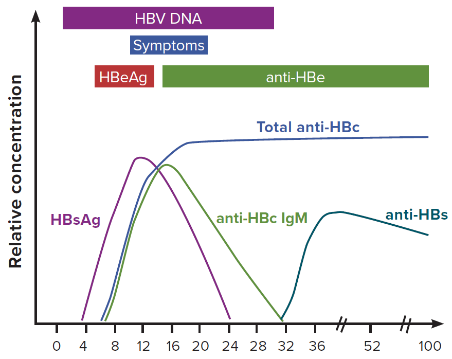 Figure 3-1 Figure 3-1 illustrates the typical biomarker changes of acute hepatitis B to recovery. Anti-HBc IgM, the marker for recent HBV exposure, is detectable in blood from 6-32 weeks after exposure. HBsAg and HBV DNA are detectable as early as 1 week after HBV exposure and are present for a variable amount of time. Anti-HBs is produced following HBV infection recovery and after HBsAg disappearance at approximately 32 weeks after exposure. Anti-HBs positivity in previously HBV-infected people typically indicates recovery and immunity. Total anti-HBc is detectable, on average, approximately 5 weeks post-HBV exposure and remains detectable indefinitely following exposure.