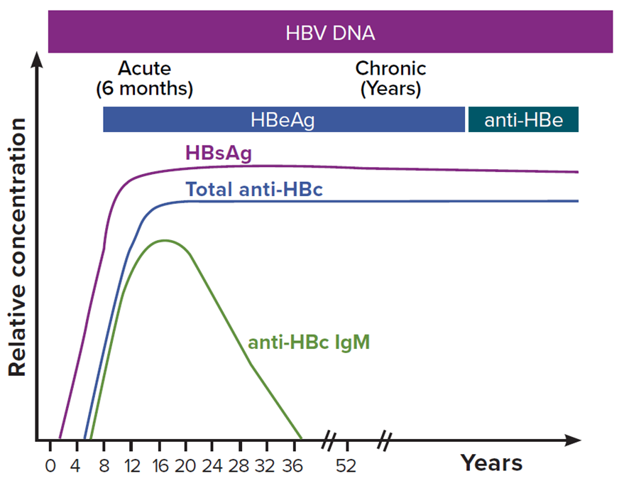 Figure 3-2 Figure 3-2 illustrates the typical biomarker changes of the progression to chronic hepatitis B. During the typical course of chronic infection, the total anti-HBc and HBsAg markers will always be present, whereas anti-HBc IgM will disappear. HBeAg and anti-HBe are variably present. HBV DNA levels vary during the course of chronic infection. Any detectable HBV DNA level is considered positive for surveillance purposes.
