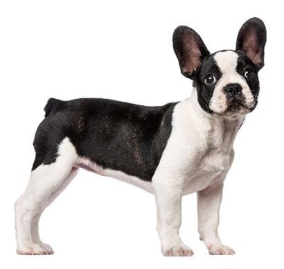 Black and White Dog View of black and white dog from the side, showing its face and body