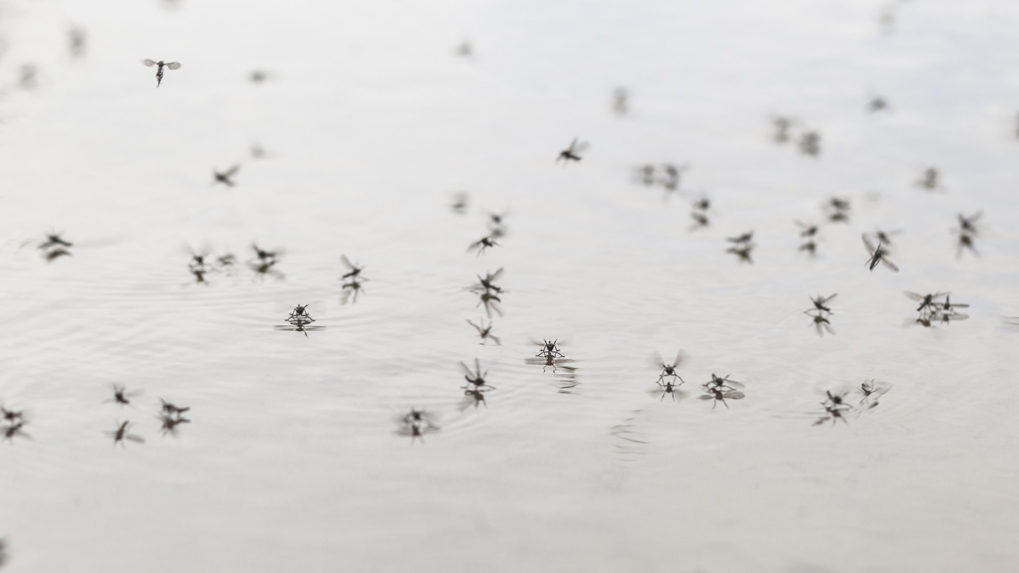 Mosquitoes on water