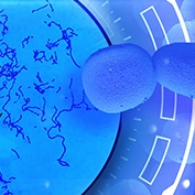 Biochemicals and Gram Positive Organism ID