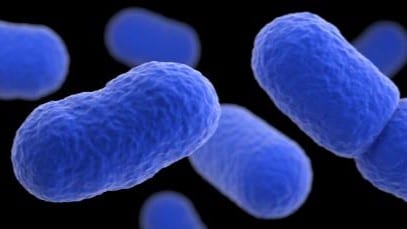 Listeria Medical illustration of several Listeria germs.