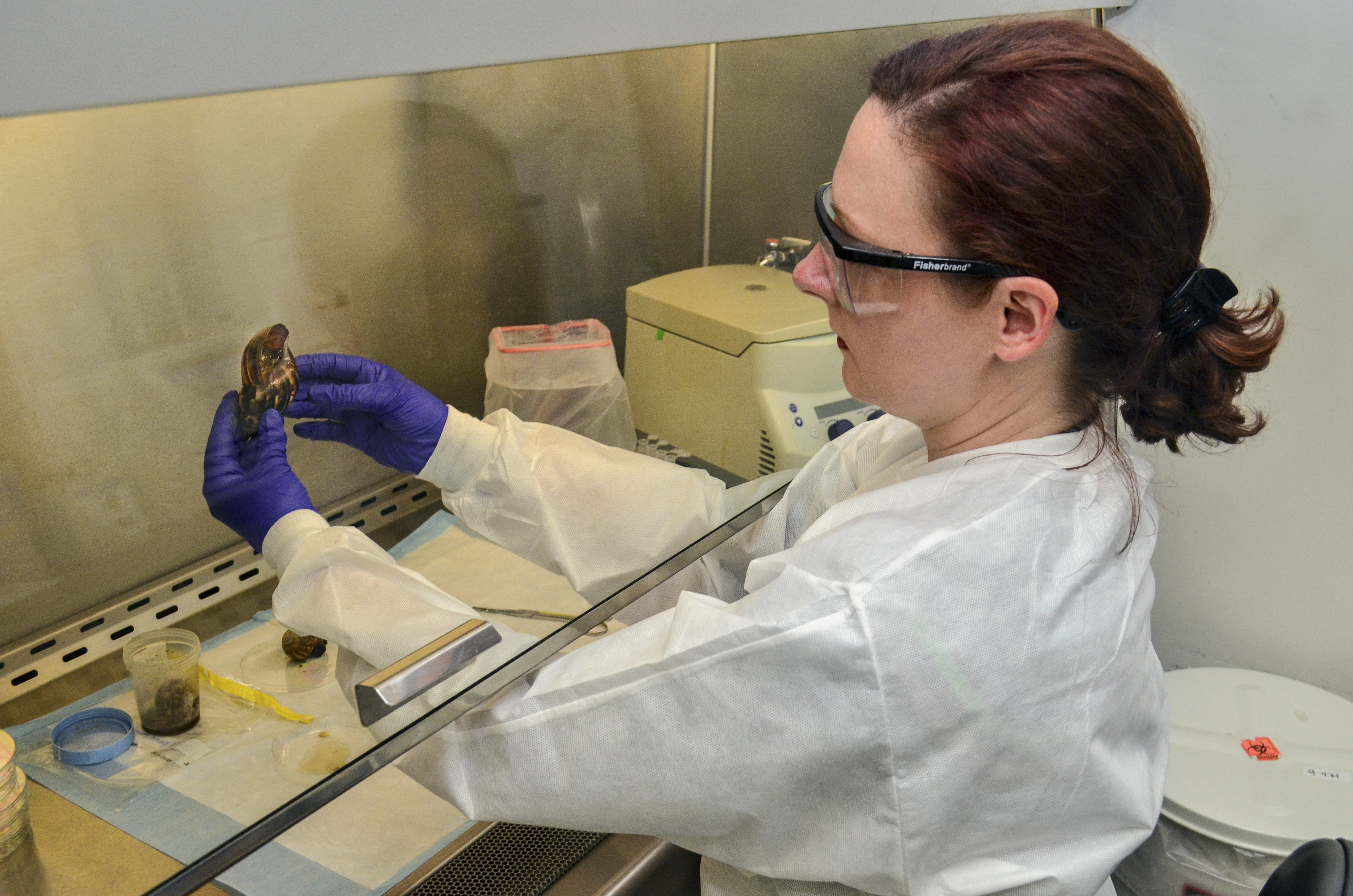 LLS fellow examines a giant African land snail in the lab.