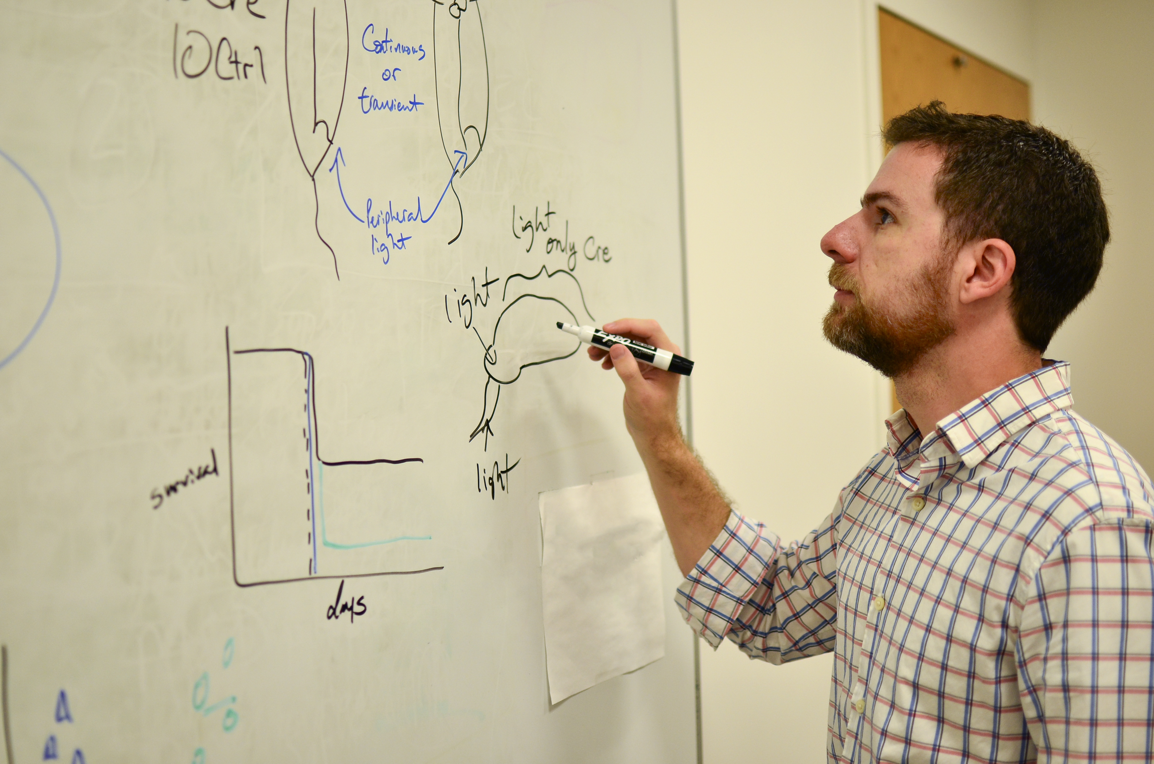 LLS fellow draws model of rat brain.