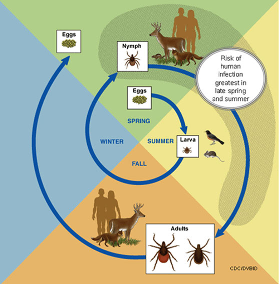 lifecycle-small Graph showing tick lifecycle