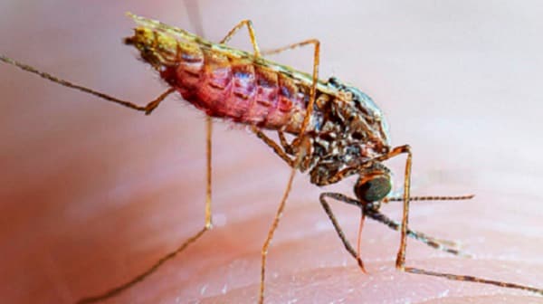 Anopheles mosquito