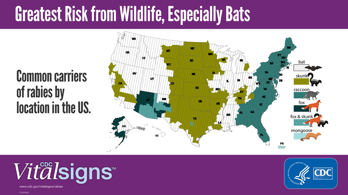 Greatest Risk from Wildlife, Especially Bats Bats Lead in U.S. Rabies Risk
